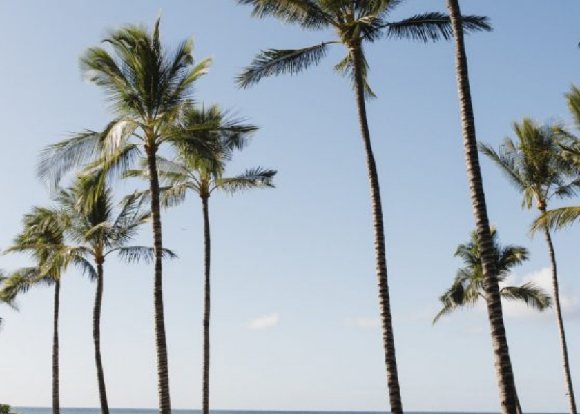 〈ハワイ島〉フォーシーズンズ・リゾート・フアラライ（パームグローブ/ウェディングツリー/クムケアビーチ）